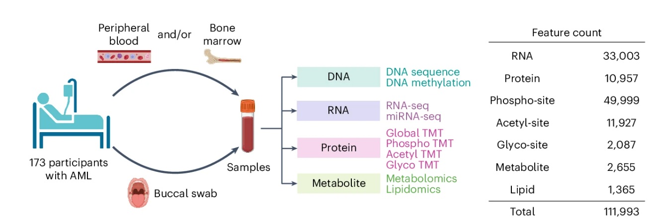Image for project Acute myeloid leukemia