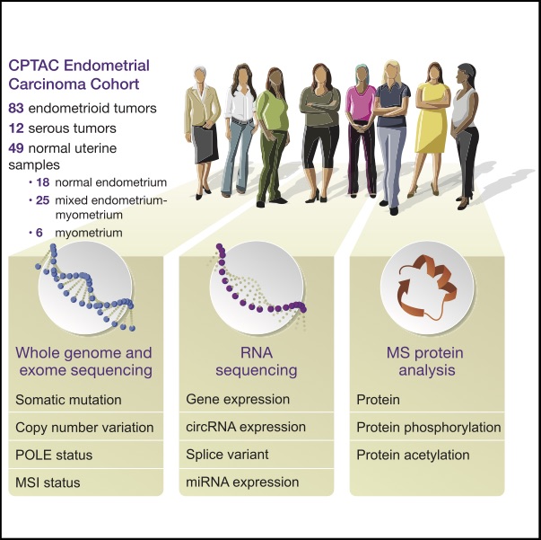 Image for project Uterine Corpus Endometrial Carc